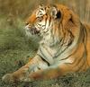 [Sj scans - Critteria 3] Siberian Tiger