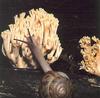 [Sj scans - Critteria 3] Snail