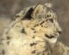 [Sj scans - Critteria 3] Snow Leopard
