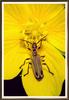 [Sj scans - Critteria 3] Soldier Beetle