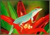 [Sj scans - Critteria 3] Southern Green Anole