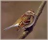 [Sj scans - Critteria 3] Tree Sparrow