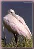 [Sj scans - Critteria 3] Roseate Spoonbill