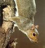 [Sj scans - Critteria 3] Squirrel