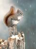 [Sj scans - Critteria 3] Squirrel