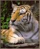 [Sj scans - Critteria 3] Tiger