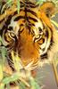 [Sj scans - Critteria 3] Tiger
