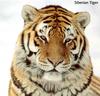 [Sj scans - Critteria 3] Tiger