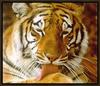 [Sj scans - Critteria 3] Tiger