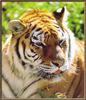 [Sj scans - Critteria 3] Tiger