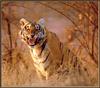 [Sj scans - Critteria 3] Tiger