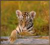 [Sj scans - Critteria 3] Tiger cub