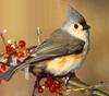[Sj scans - Critteria 3] Titmouse