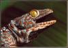 [Sj scans - Critteria 3] Tokay Gecko