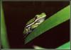 [Sj scans - Critteria 3] TreeFrog