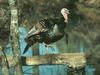 [Sj scans - Critteria 3] Wild Turkey