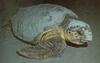 [Sj scans - Critteria 3] Turtle
