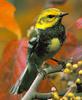 [Sj scans - Critteria 3] Warbler