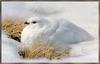 [Sj scans - Critteria 3] White-tailed Ptarmigan