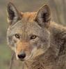 [Sj scans - Critteria 3] Wolf