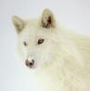 [Sj scans - Critteria 3] Wolf