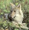 [Sj scans - Critteria 3] Wolf