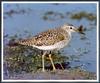 [Sj scans - Critteria 3] Wood Sandpiper