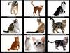 [JLM scans - Cats]