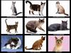 [JLM scans - Cats]