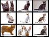 [JLM scans - Cats]
