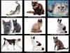 [JLM scans - Cats]