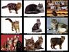 [JLM scans - Cats]