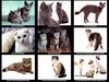 [JLM scans - Cats]