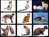 [JLM scans - Cats]