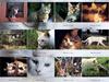 [JLM scans - Cats]