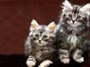 [JLM scans - Cats]