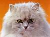[JLM scans - Cats]