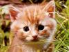 [JLM scans - Cats]