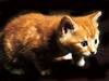 [JLM scans - Cats]
