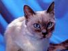 [JLM scans - Cats]