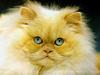 [JLM scans - Cats]