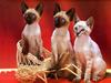 [JLM scans - Cats]