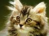 [JLM scans - Cats]