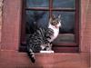 [JLM scans - Cats]