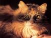 [JLM scans - Cats]