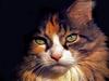 [JLM scans - Cats]