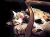 [JLM scans - Cats]