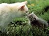 [JLM scans - Cats]
