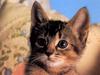[JLM scans - Cats]
