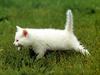 [JLM scans - Cats]